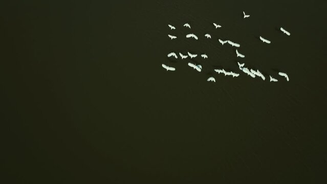 P&aacute;ssaros voando sobre a agua