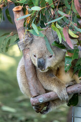 koala in a wildlife hospital