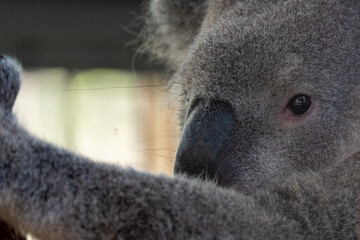 koala closeup
