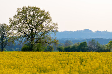 Canola field with hills in the background