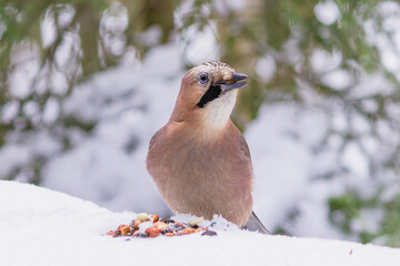 A jay bird in a winter snowy forest eats peanuts.