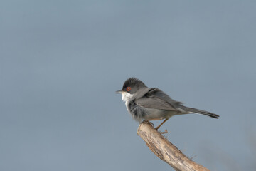 Curruca melanocephala