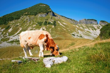 Mountain pasture in Austrian Alps with cow and mountain peak on the background