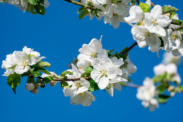 Freigestellte, von der Sonne hell angestrahlte weiße Apfelblüten an einem Ast vor blauem, wolkenlosem Himmel