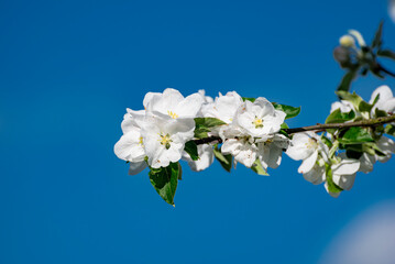 Freigestellte, von der Sonne hell angestrahlte weiße Apfelblüten an einem Ast vor blauem,...