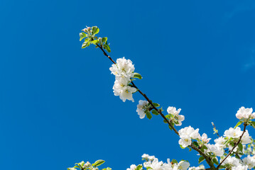 Diagonal ins Bild laufender Ast eines weiß blühenden, von der Sonne angestrahlten Apfelbaums mit blauem wolkenlosem Himmel im Hintergrund - 782360091