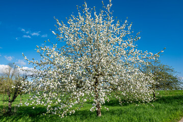 Einzelner, blühender Apfelbaum bei schönem Wetter und fast wolkenlosem Himmel auf einer Streuobstwiese - 782360218