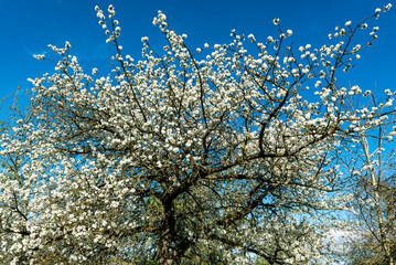 Einzelner, blühender Kirschbaum (Süßkirsche, Vogelkirsche oder Sauerkirsche) bei schönem Wetter und fast wolkenlosem Himmel auf einer Streuobstwiese - 782360264