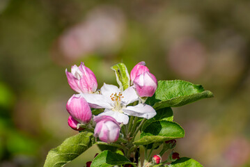 Close-up einer von der Sonne hell angestrahlten weißen Apfelblüte mit rosafarbenen Knospen an...