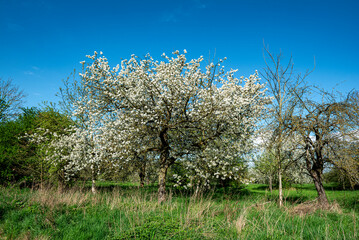 Einzelner, blühender Kirschbaum (Süßkirsche, Vogelkirsche oder Sauerkirsche) bei schönem Wetter und fast wolkenlosem Himmel auf einer Streuobstwiese