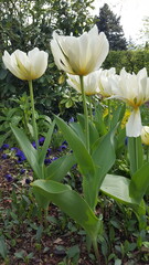 Wunderbare weiße Tulpen im Garten. Große Blüten im Frühling. Sonnenlicht lasst die Blumen strahlen.