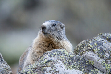 marmot