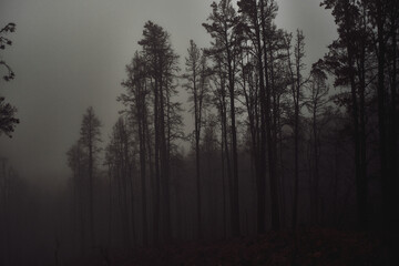 Fototapeta na wymiar Dark Forest in Fog: A Mysterious Veil of Mist
