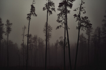 Foreboding Silhouettes of Trees in Thick Fog