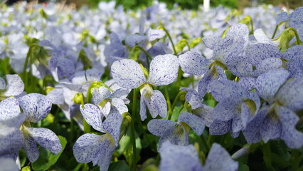 Viele Veilchen blühen im Sonnenlicht. Kleine weiße Blüten blauen Tupfen. Viola sororia 'Freckles'