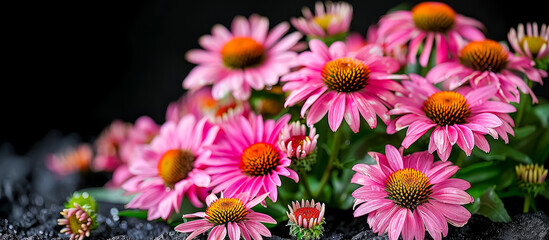 Echinacea (Echinacea purpurea) is a flowering plant, valued for its immune-boosting properties. It is often used to prevent and treat the common cold, flu, and other respiratory infections 