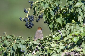 Sylvia atricapilla
