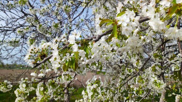 Blooming tree with white flowers in spring time.