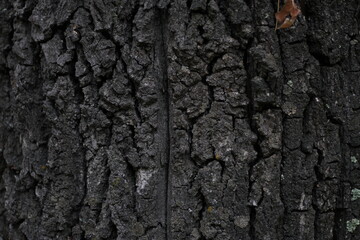 bark of a tree