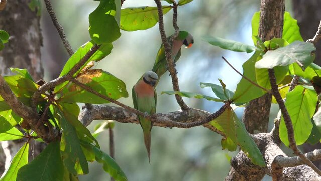 Colorful exotic birds perched on branch amidst lush green foliage, demonstrating wildlife in its natural habitat. Observation of bird species and nature conservation.