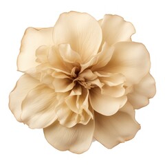 Elegant Beige Flower Close-Up Generative AI