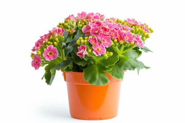Orange water pot with isolated Kalanchoe flower on white background