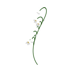 Lily Of Valley Flower