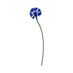 Meadow Cornflower Flower - 782370435
