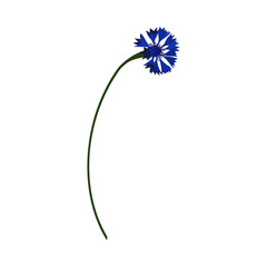 Meadow Cornflower Flower - 782370448