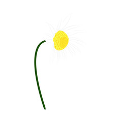 Chamomile Meadow Flower - 782370628