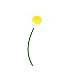 Chamomile Meadow Flower - 782370644