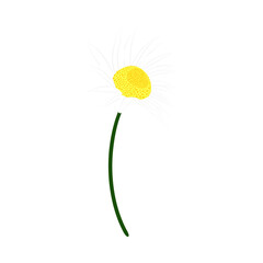 Chamomile Meadow Flower - 782370649