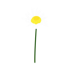 Chamomile Meadow Flower - 782370654