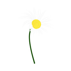 Chamomile Meadow Flower - 782370658