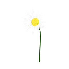 Chamomile Meadow Flower - 782370800