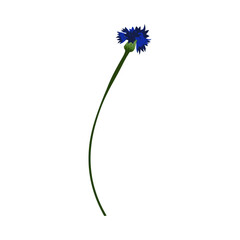 Meadow Cornflower Flower - 782370803
