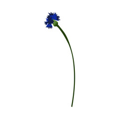 Meadow Cornflower Flower - 782370805