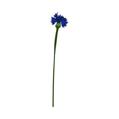 Meadow Cornflower Flower - 782370808