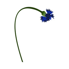 Meadow Cornflower Flower - 782370810
