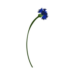 Meadow Cornflower Flower - 782370816