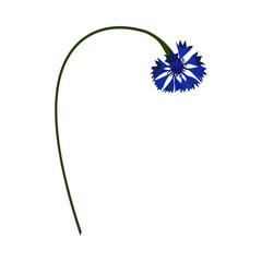 Meadow Cornflower Flower - 782370879