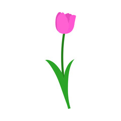 Spring Tulip Element - 782371802