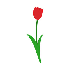 Spring Tulip Element - 782371822