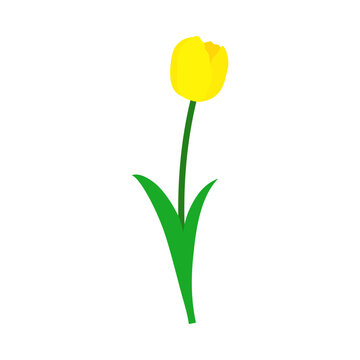 Spring Tulip Element