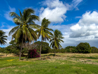 Fototapeta premium Tropical landscape with palm trees o the West coast of Mauritius