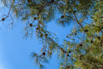 Close-up of pine branches with cones against a clear blue sky on a sunny day. Concept of nature