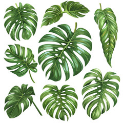 Collection of Various Green Monstera Leaves Illustration, Highlighting the Concept of Tropical Flora and Nature Design Elements.