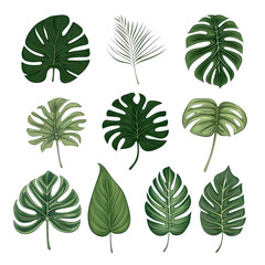 Fototapeta na wymiar Assorted Tropical Green Leaf Illustrations, Highlighting the Concept of Natural Botanical Diversity.