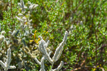 kapok bush aerva javanica plant, wild grass outdoors