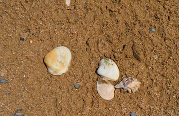 Fototapeta na wymiar shell on the beach, natural outdoor sand and seashells